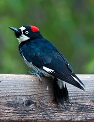 woodpecker sitting on wooden fence